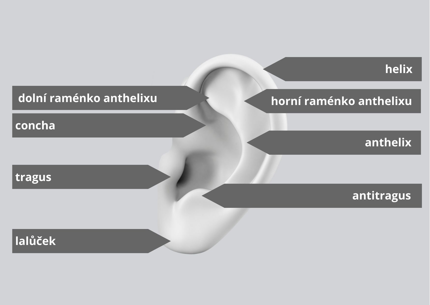 Anatomie ušního boltce